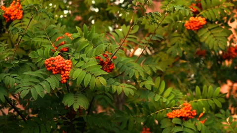 Rowan berries on rowan tree. Sorbus aucuparia. Stock Footage 159147750