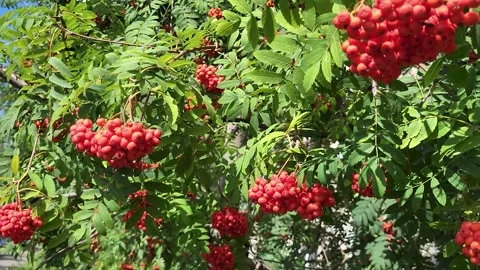 Rowan Berries Swaying in Wind Stock Footage 318803531