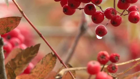 Rowan berries swing from the wind. Drop of water on berries Stock Footage 115323721