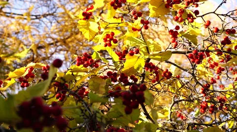 Rowan berries on tree in autumn. 스톡 동영상 67974356