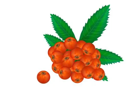 Rowan berries tree branch with green  leaves isolated  on white background. Stock Illustration