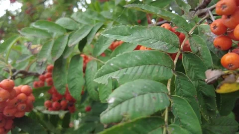 Rowan berries on a tree in a city park. Clusters of rowan berries on the back Stock Footage 159640749