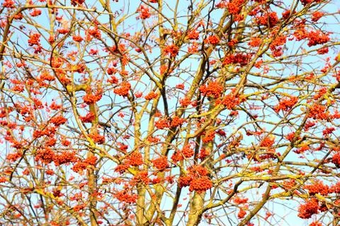 Rowan berries on the tree Stock Photos