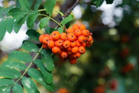 Rowan berries on a tree Stock Photos