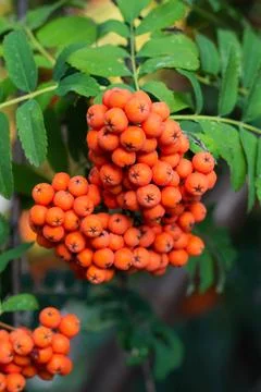 Rowan berries on a tree Stock Photos