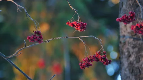 Rowan Berries on a Tree in Winter Forest During Sunset Stock Footage 55660382