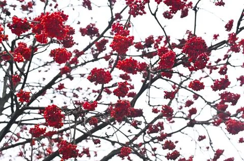 Rowan berries on a tree in winter. Stock Photos