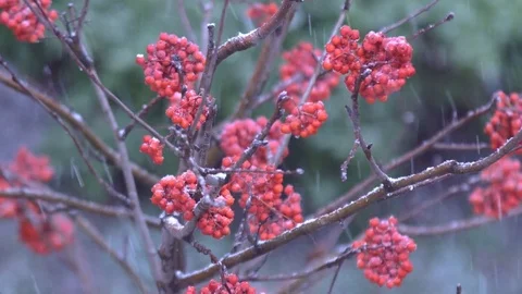 Rowan berries in winter Stock Footage 83632890