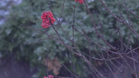 Rowan berries in winter Stock Footage 83633011