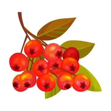 Rowan Berry Cluster Hanging on Tree Branch with Pinnate Leaves Vector Stock Illustration