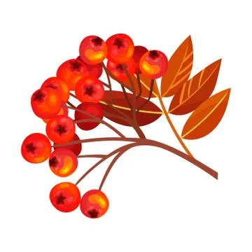 Rowan Berry Cluster Hanging on Tree Branch with Pinnate Leaves Vector Stock Illustration