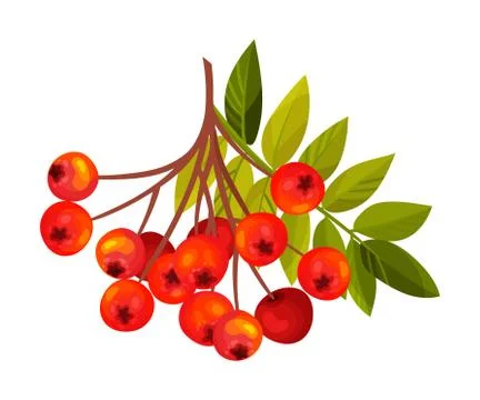 Rowan Berry Cluster Hanging on Tree Branch with Pinnate Leaves Vector Stock Illustration