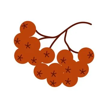 Rowan berry cluster. Small branch of red rowan berries. Ideal for autumn de.. Stock Illustration