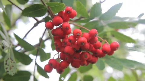 Rowan berry Video stock 8606796