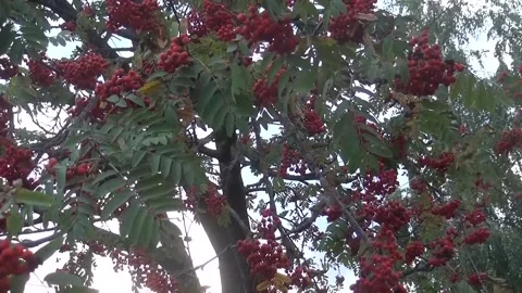 Rowan berry Stock Footage 205493868