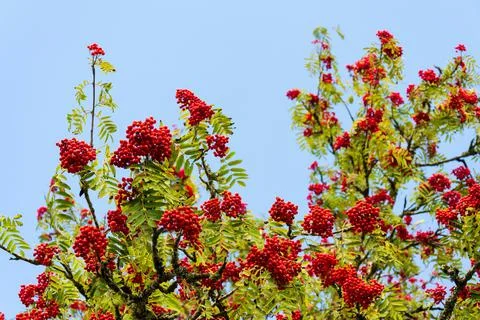 Rowan berry on mountain-ash deciduous tree, copy space on blue clear sky 写真素材