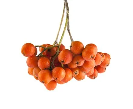 Rowan berry Stock Photos