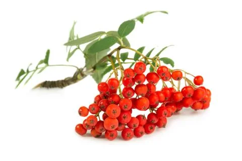 Rowan berry Stock Photos