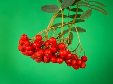 Rowan berry Foto stock