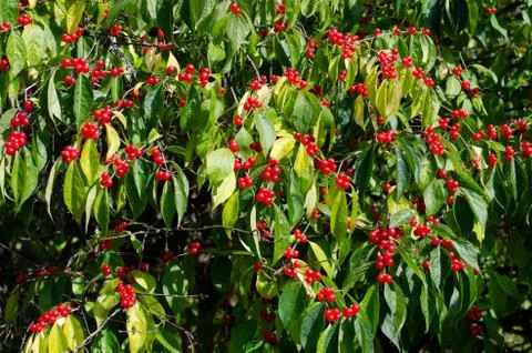 Rowan berry tree branches  close-up  in forest . Stock Photos