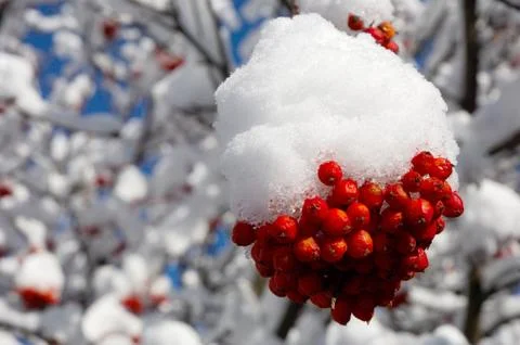 Rowan-berry in winter Stock Photos