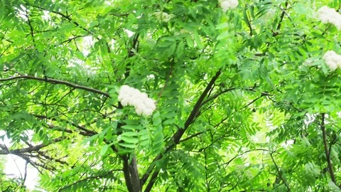 Rowan blossoms Stock Footage 82986270