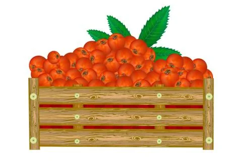 Rowan in box isolated on white background. Crate of juicy berries. Stock Illustration