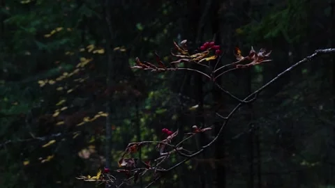 Rowan branch on the background of the forest Stock Footage 238013032