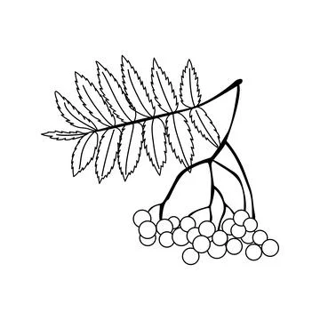 Rowan branch with berries and leaves hand drawn vector line art outline isola Ilustración de archivo