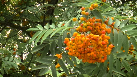 Rowan branch with berries Stock Footage 68189431