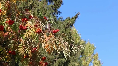 Rowan branch with berries shaking from wind Stock Footage 73685406