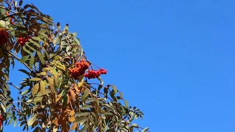 Rowan branch with berries shaking from wind Stock Footage 73685417