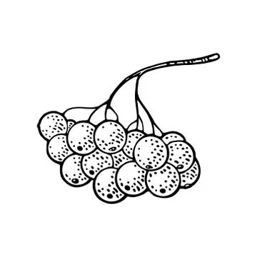 Rowan branch berry. Vector black vintage engraving illustration Stock Illustration