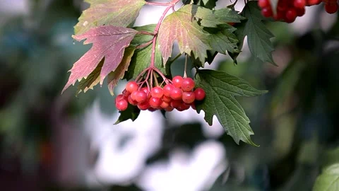 A rowan branch develops in the wind. Video stock 223210452
