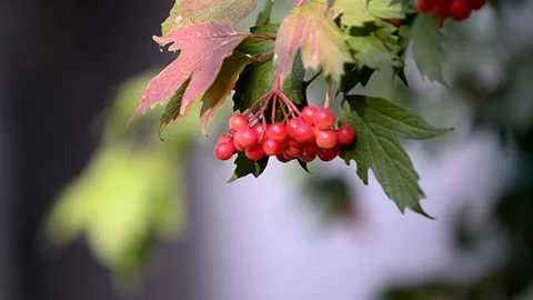 A rowan branch develops in the wind. Video stock 223210453