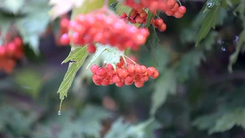 A rowan branch develops in the wind. Video stock 223210454