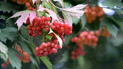 A rowan branch develops in the wind. Video stock 223210466