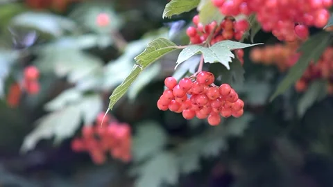 A rowan branch develops in the wind. Stock Footage 223210469