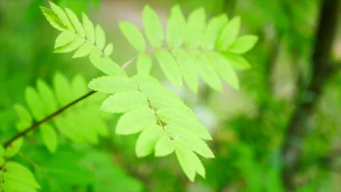 Rowan branch Vídeo Stock 155591035