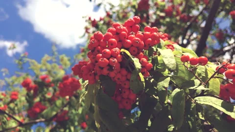 Rowan Branch Stock Footage 282384689
