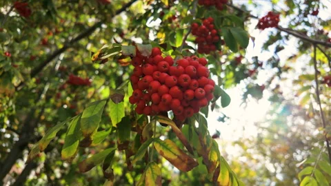 Rowan On A Branch Stock Footage 284650138