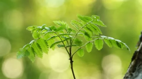 Rowan branch in forest Stock Footage 10579925