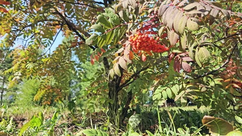 Rowan Branch In The Forest Stock Footage 249802919