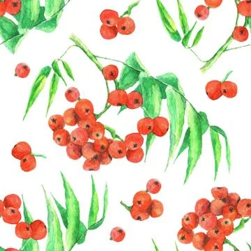 Rowan branch, pattern, watercolor Stock Illustration
