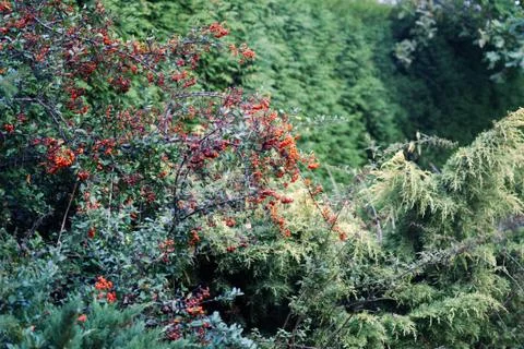 Rowan on the branch. Stock Photos