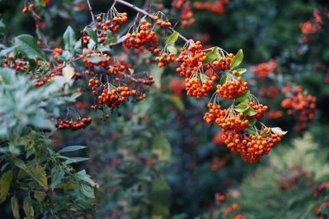 Rowan on the branch. Stock Photos