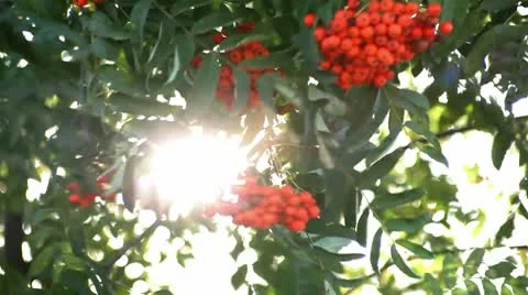 Rowan branch with the rays of the sun Stock Footage 10575563