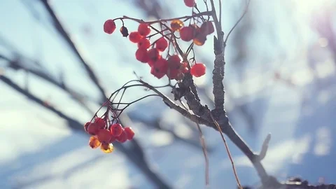 Rowan branch red berries winter beautiful nature snow on a blue background with Stock Footage 74334525