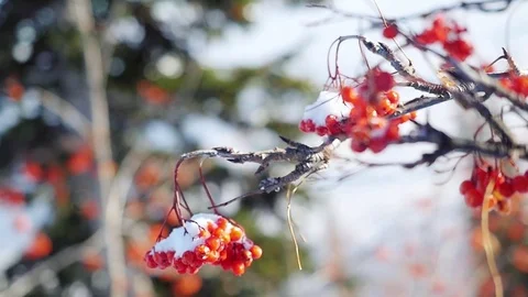 Rowan branch red berries winter beautiful nature snow on a blue background with Vídeos de archivo 74334637
