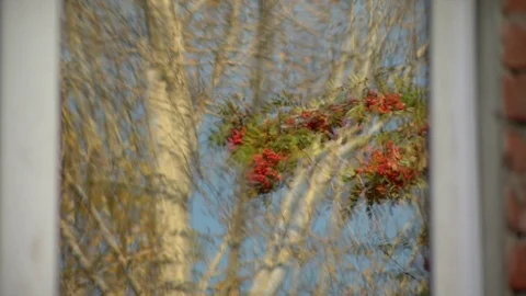 Rowan branch is reflected in the window of the house Stock Footage 116707035